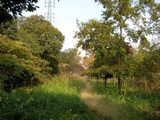 陽木|雑木林の遊歩道～植生【陽樹・陰樹・落葉樹・常緑樹・広葉樹・。